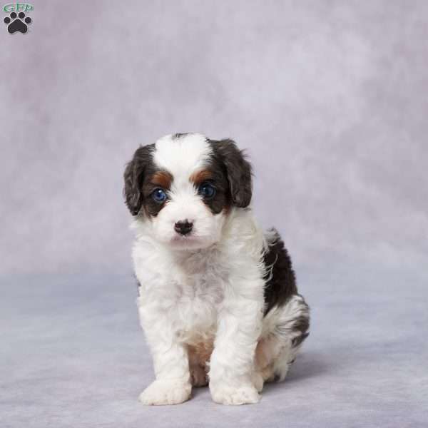 Flip, Cavapoo Puppy